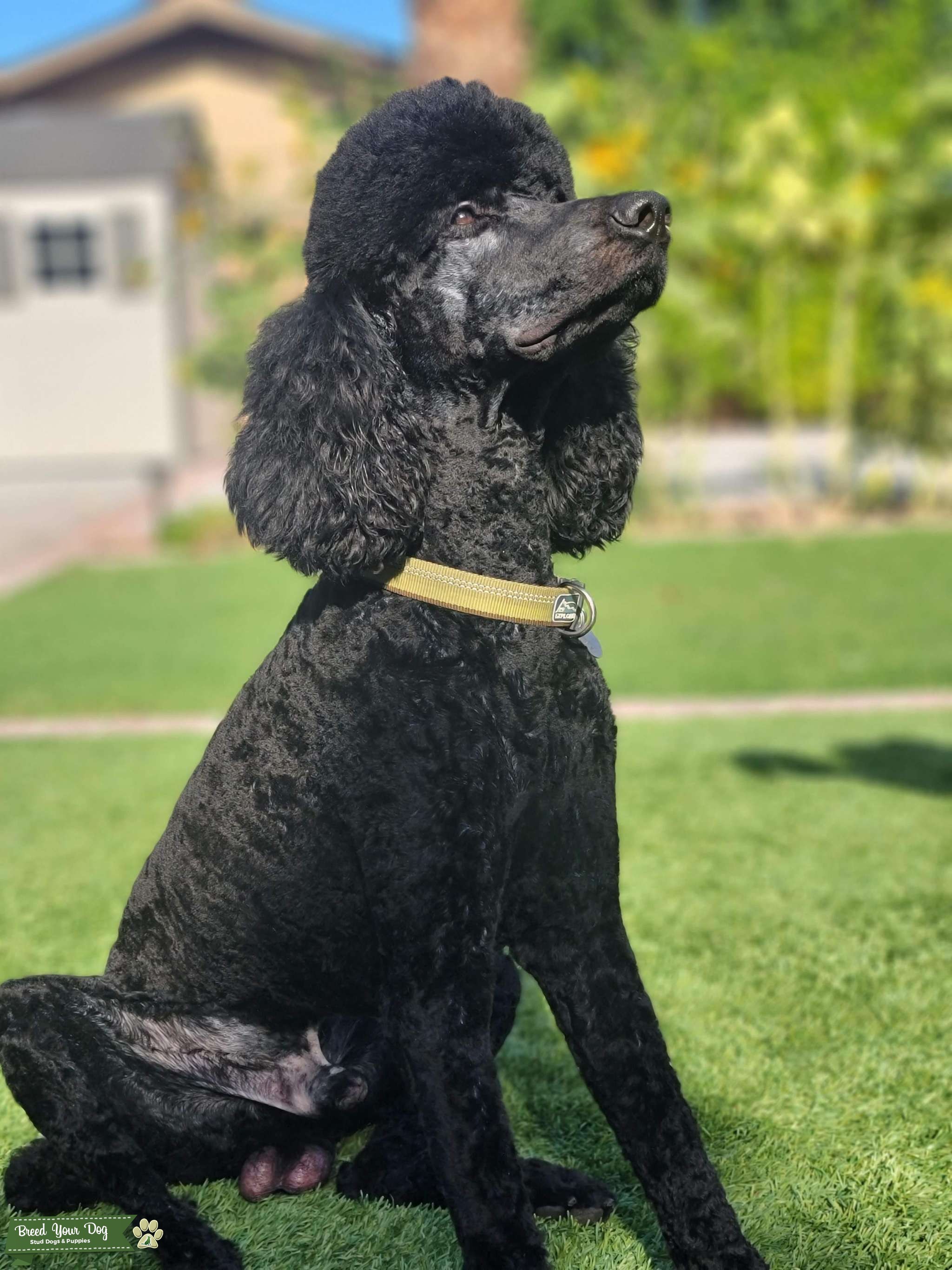 Standard Poodle Stud Dog in Arizona, United States Breed Your Dog