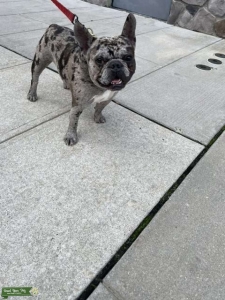 Merle exotic Stud  Listing Image