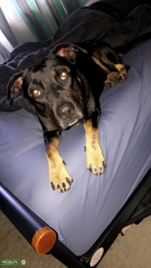 Looking for a stud to make my gorgeous girl a mummy  Listing Image
