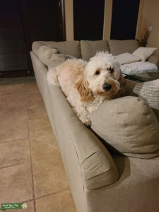 Goldendoddle Listing Image
