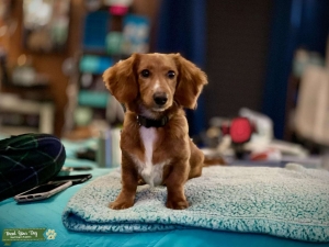 ruby/white miniature long haired dachshund pedigree  Listing Image