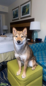 Sesame Shiba Inu Stud Purebred Listing Image