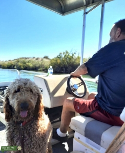 F1b Goldendoodle Stud  Listing Image