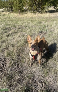 Pure red heeler Listing Image