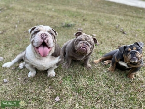 English Bulldog (British Bulldog) Listing Image