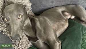  Blue whippet stud  Listing Image
