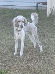 Poodle for Stud Listing Image