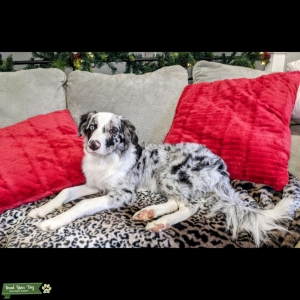 Blue Merle Australian Shepherd blue eye/brown eye STUD Listing Image