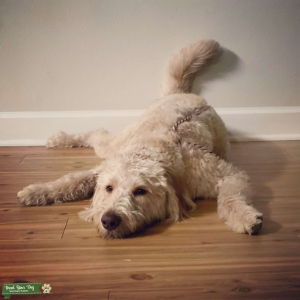 F-1 Labradoodle Stud Listing Image