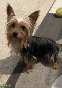 Cute Yorkie stud! Listing Image