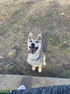 Loki the stud master ready to mate  Listing Image