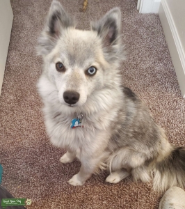 Alaskan klee kai Listing Image