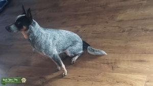 Blue Heeler Listing Image