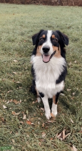 Tri colored Australian Shepherd Listing Image
