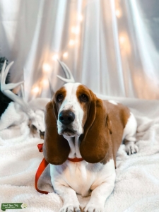 Red and white 3 year old half European half American female Listing Image