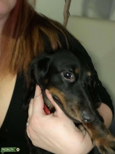 Miniature long hair dachshund  Listing Image