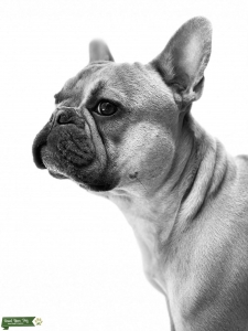 AKC DNA Fawn Stud looking for love! Listing Image