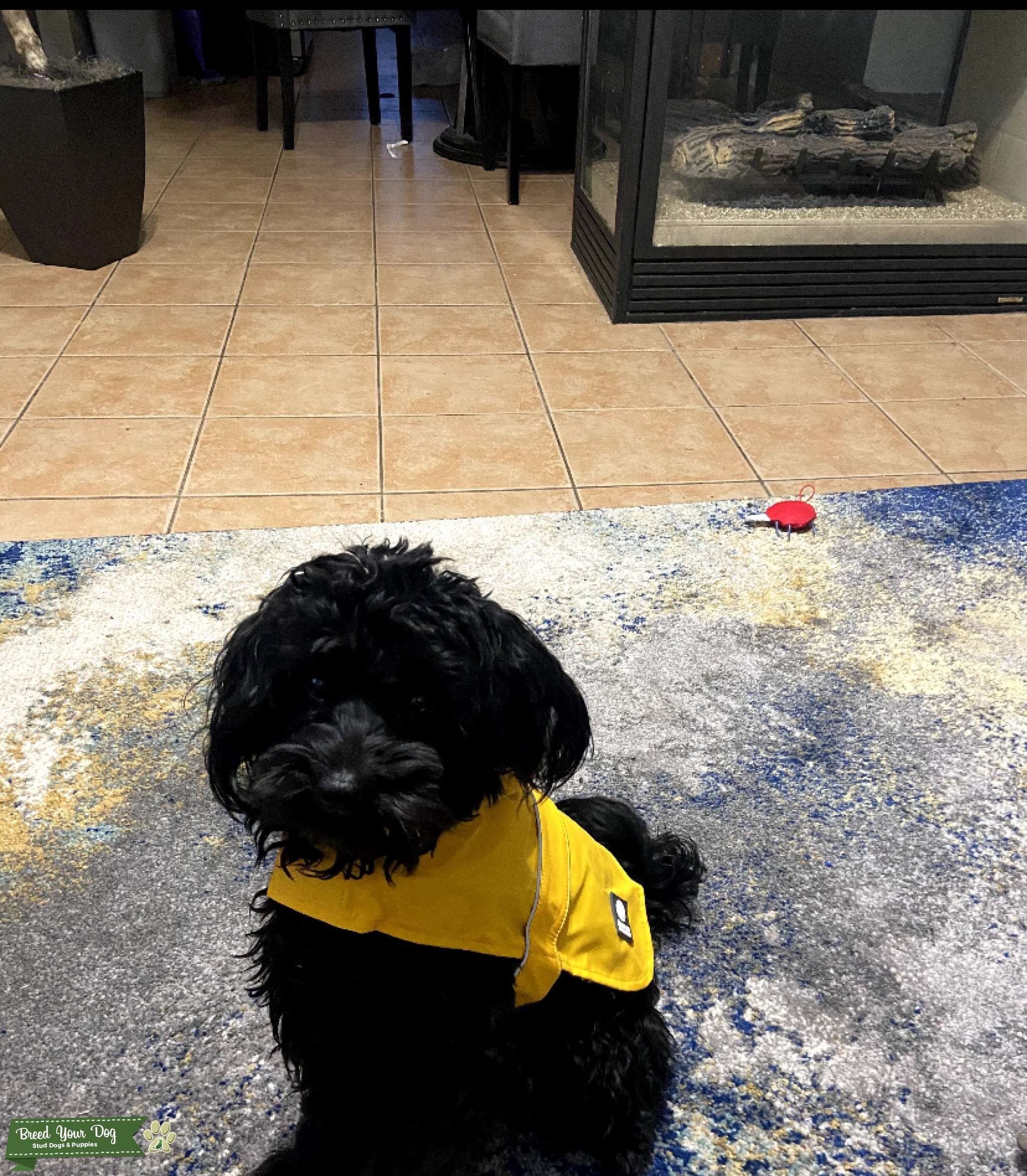 Jet black Yorkipoo male great temperament and and shiny coat