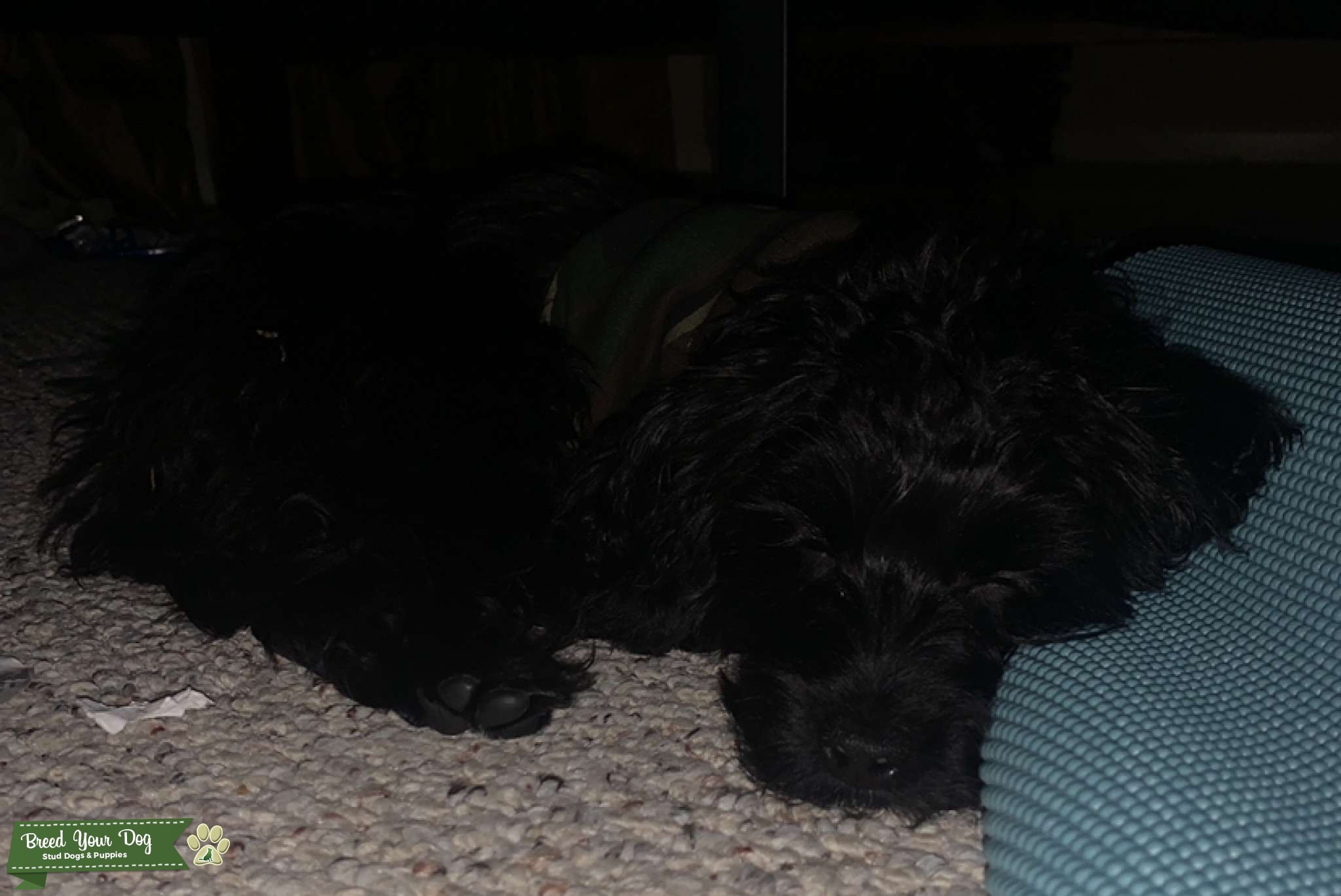 Jet black Yorkipoo male great temperament and and shiny coat