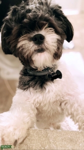 Malshi Stud with tux coat (Maltese/Shih Tzu)  Listing Image