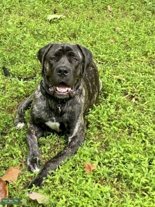 Brindle Male wanting to mate.  Listing Image