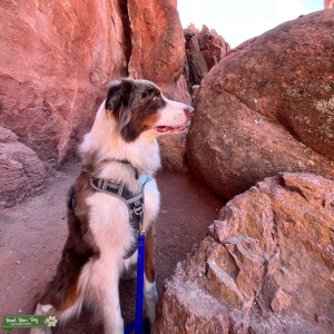 Red Merle Australian Shepherd - Male  Listing Image