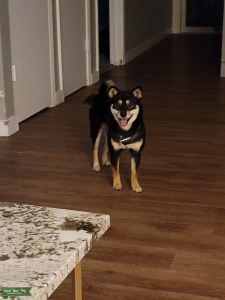 Shiba Inu AKC Listing Image