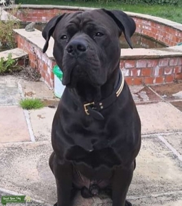 Excellent Presa Canario For Stud Listing Image