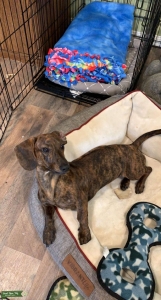 Black And Cream Brindle stud Listing Image