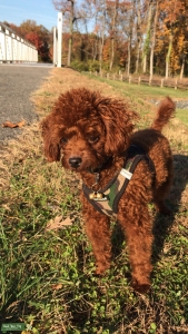 Toy Poodle Stud Listing Image