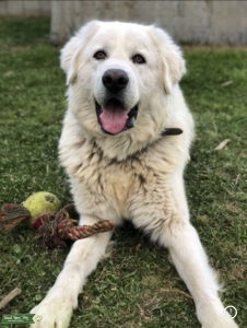 Maremma Sheepdog Listing Image