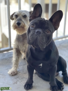 Stud dog  Listing Image
