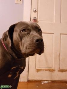 Cane Corso Listing Image