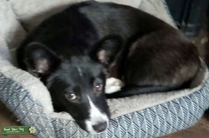 Corgi mix Listing Image
