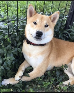 Male Shiba Inu for Stud Listing Image