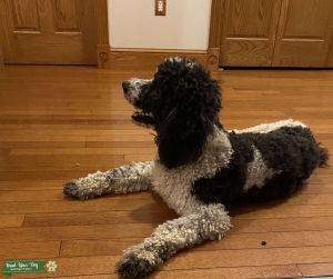 Standard poodle  Listing Image