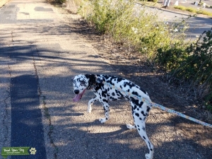 Stud Dalmatian Listing Image