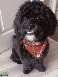 Gorgeous Shihpoo (shihtzu cross toy poodle)  Boy  Listing Image