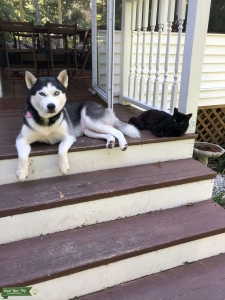 Black and white female husky Listing Image