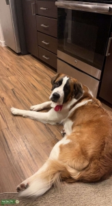 Beautiful Female Saint Bernard looking for Male Listing Image