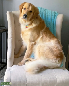 Looking to share our sweet boy with you.  Listing Image