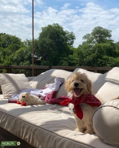 Mini pure bred Goldendoodle Listing Image