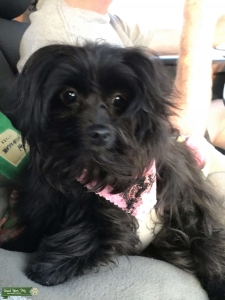 Toy poodle/Shish Tzu Listing Image