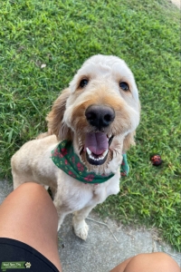 Honey The Goldendoodle Listing Image