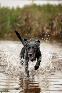 Hunting Bred Labrador Retriever for Stud Listing Image