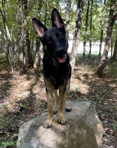 Bicolor CKC German Shepherd  Listing Image