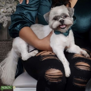 Pure bread Shih Tzu stud  Listing Image