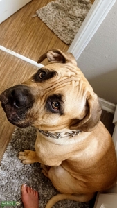 Handsome 9 month old Cane Corso(creamy brown) Listing Image