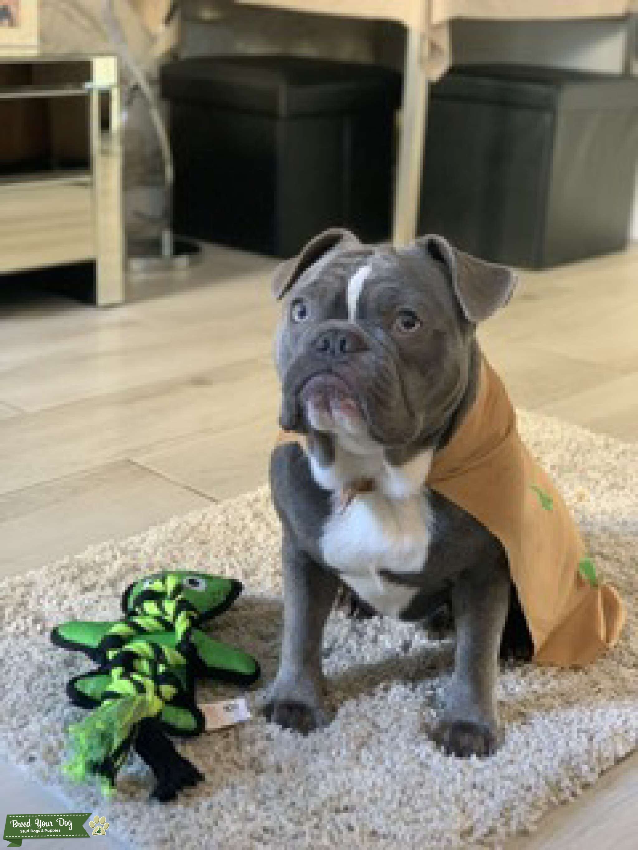 KC Registered Lilac and White French Bulldog Stud Dog in London