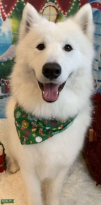 Male Samoyed looking for a Mate Listing Image